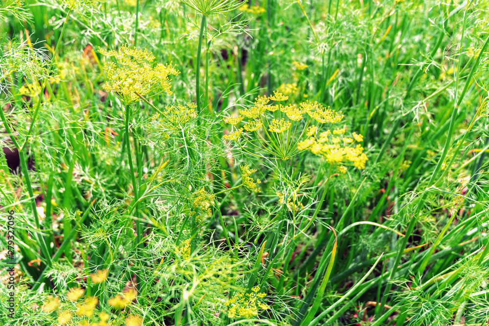 Fresh green dill with yellow umbrellas. Wild dill with seeds. Fresh green dill with yellow umbrellas. Wild dill with seeds.