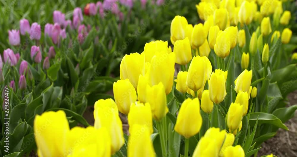 Tulips Plantation in Netherlands Agriculture Tulips Plantation in Netherlands Agriculture