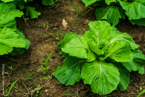 Chinese cabbage is grown in a fully grown vegetable plot,Cabbage,Chinese cabbage of plant on mountain,Thailand.