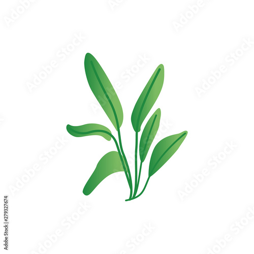 Tropical or prehistoric period plant flat vector illustration isolated on white.
