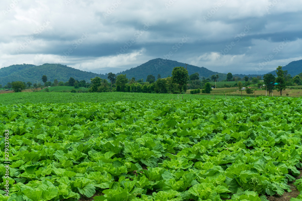 Chinese cabbage is grown in a fully grown vegetable plot,Cabbage,Chinese cabbage of plant on mountain,Thailand. Chinese cabbage is grown in a fully grown vegetable plot,Cabbage,Chinese cabbage of plant on mountain,Thailand.