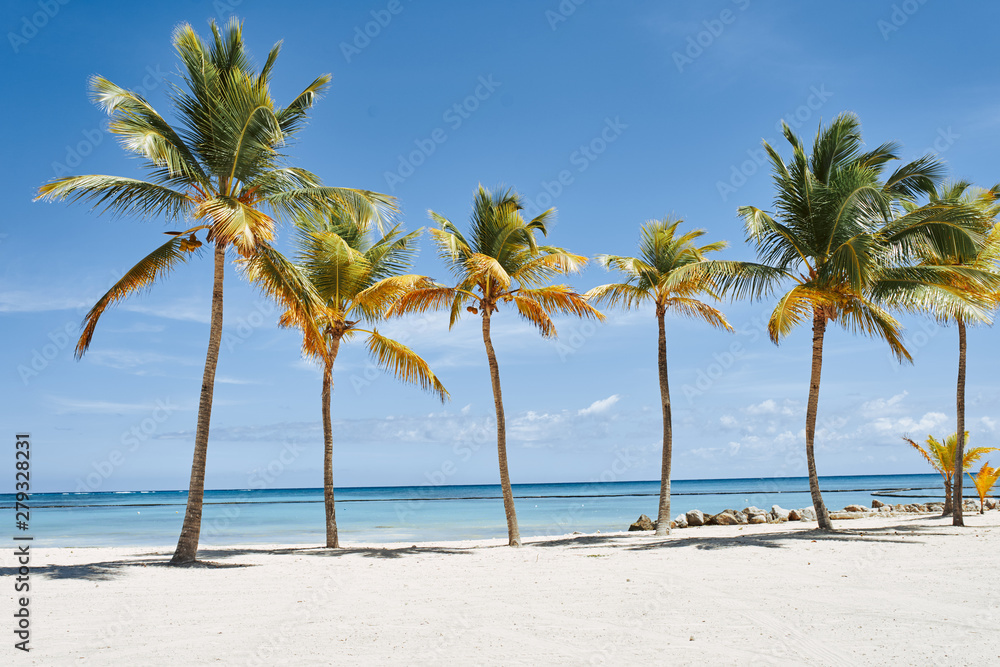 palm tree on the beach