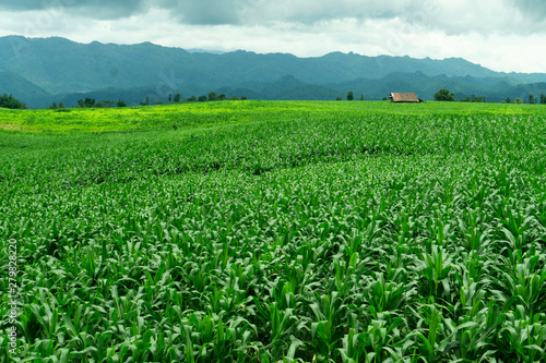 Corn fields growing in the mountains in the rainy season