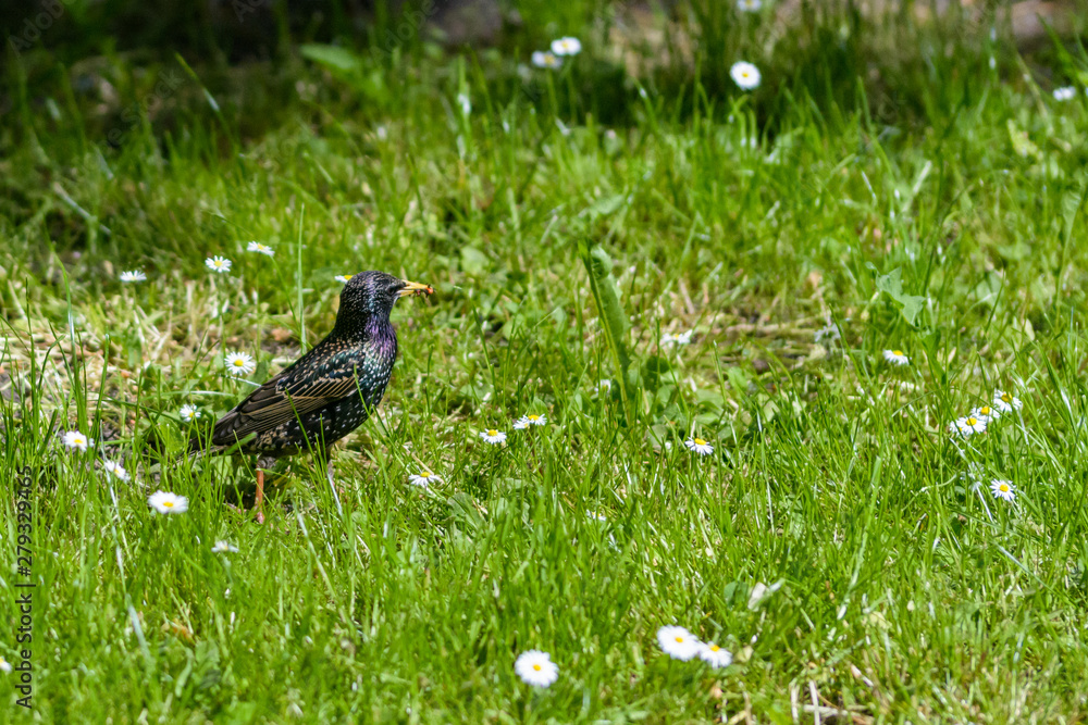 starling with a meal in its beak starling with a meal in its beak