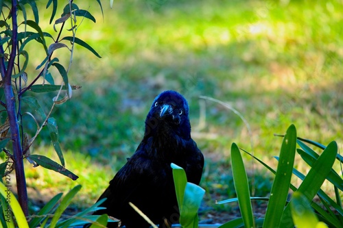 crow