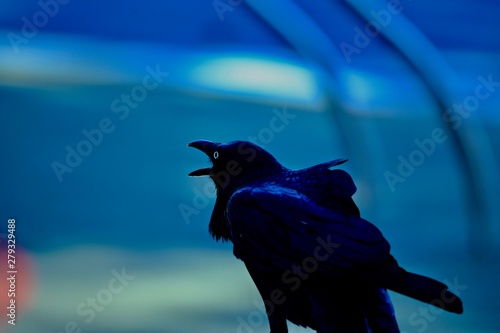 crow