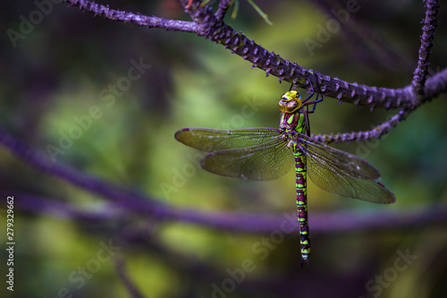 dragonfly (Aeshna viridis) on a branch