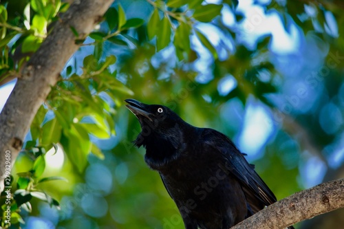 crow
