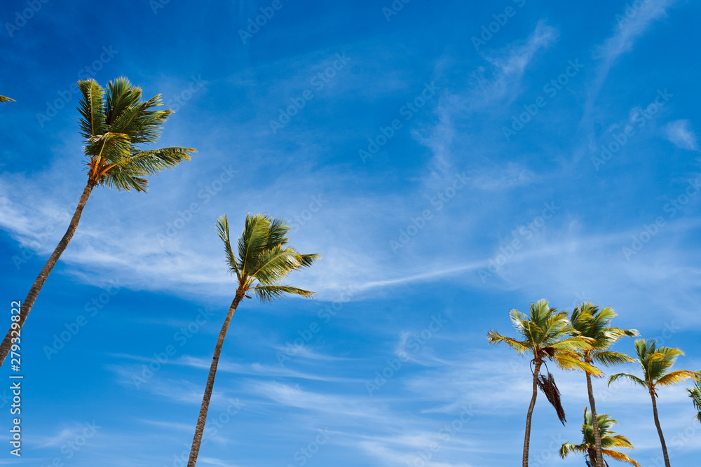 Fototapeta premium palm tree and blue sky
