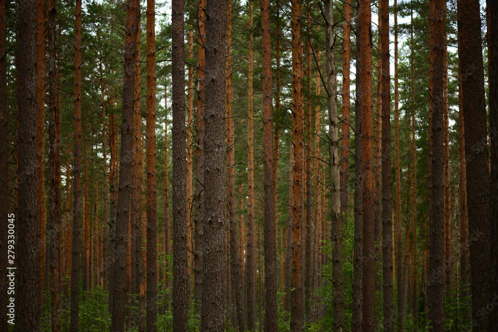 Pine forest beautiful slender rows of tall tree trunks on a summer morning Pine forest beautiful slender rows of tall tree trunks on a summer morning