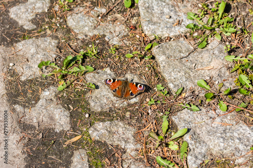 Aglais io butterfly on paving stone © Zbigniew