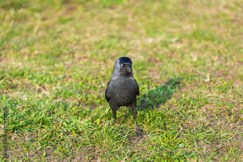 In close up raven walking on grass