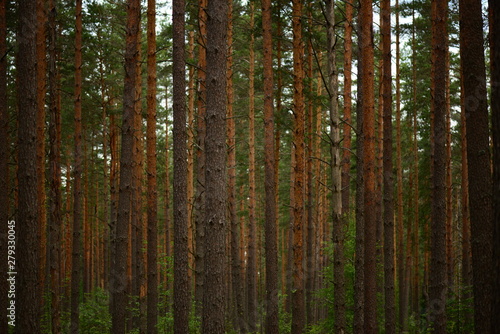 Wallpaper Mural Pine forest beautiful slender rows of tall tree trunks on a summer morning Torontodigital.ca
