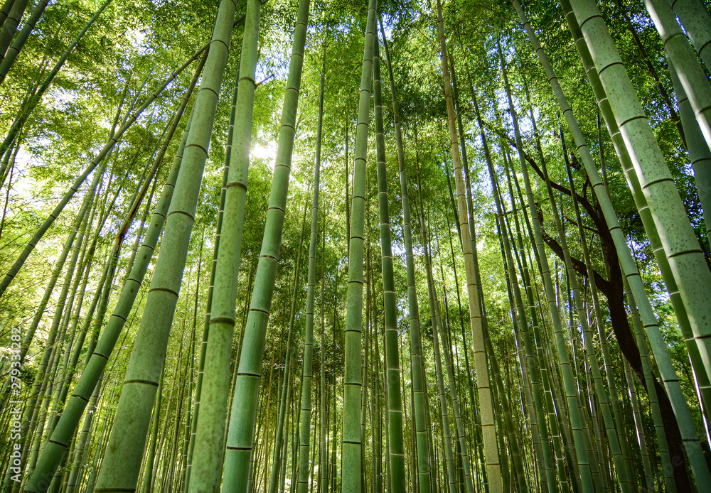 Bamboo grove at Arashiyama in Kyoto, Japan Bamboo grove at Arashiyama in Kyoto, Japan