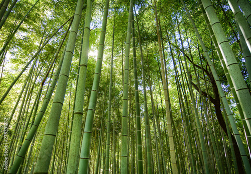 Bamboo grove at Arashiyama in Kyoto  Japan