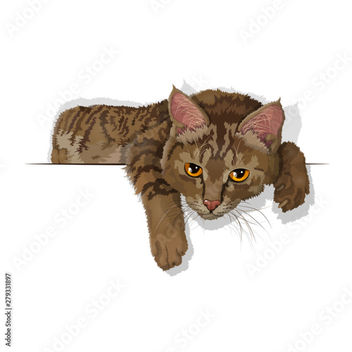 Vector illustration of a domestic striped cat isolated on white. EPS 10