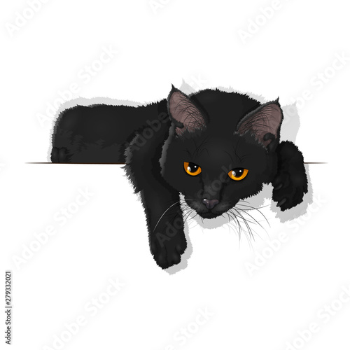 Fototapeta Vector illustration of a domestic black cat isolated on white