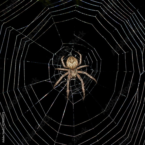 Spider sits in center of web on black background