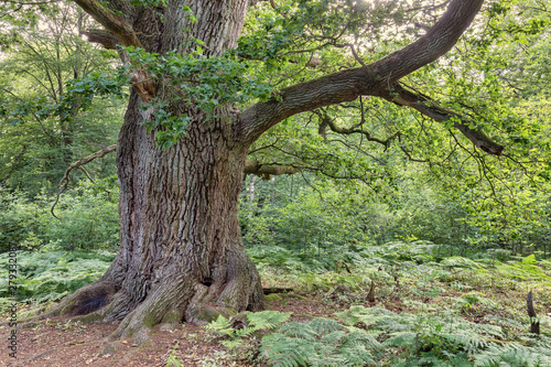 old_oak_tree