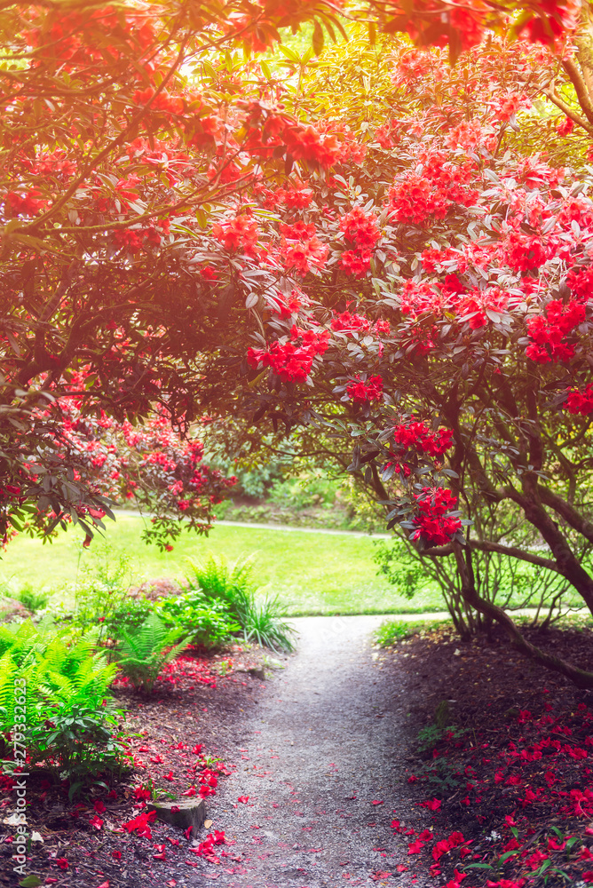 Garden with blooming trees during spring time, Wales, UK Garden with blooming trees during spring time, Wales, UK