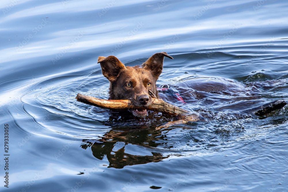 Schwimmender Hund im Wasser Schwimmender Hund im Wasser