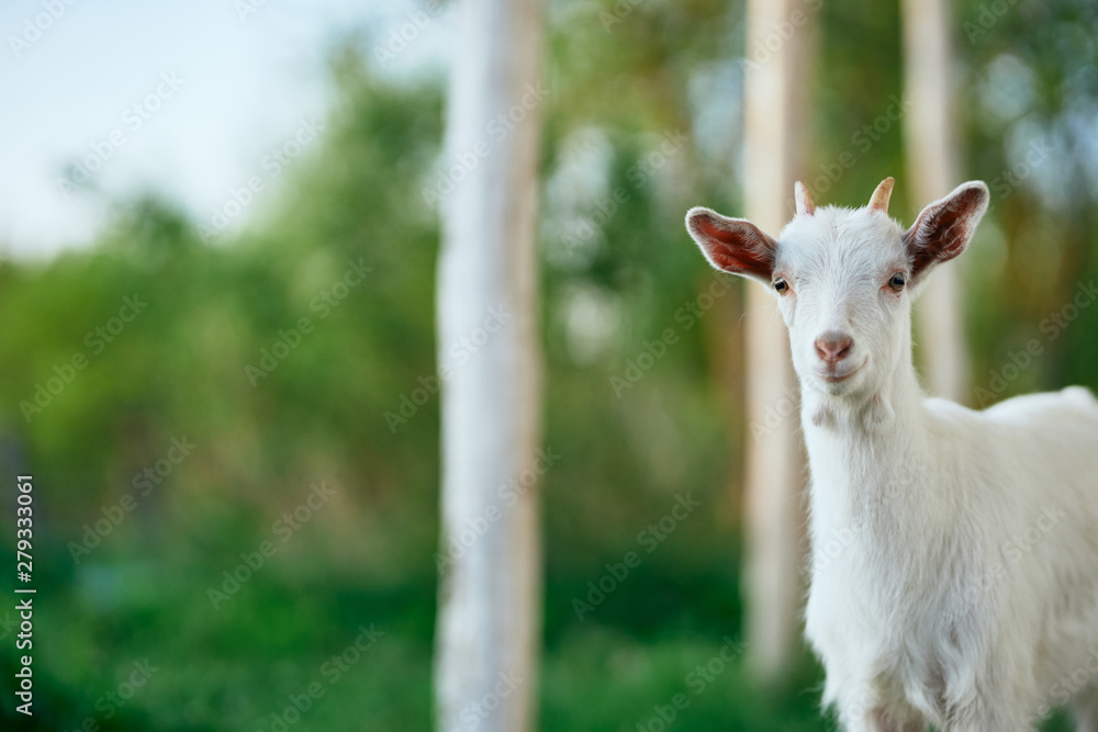 goat on a meadow