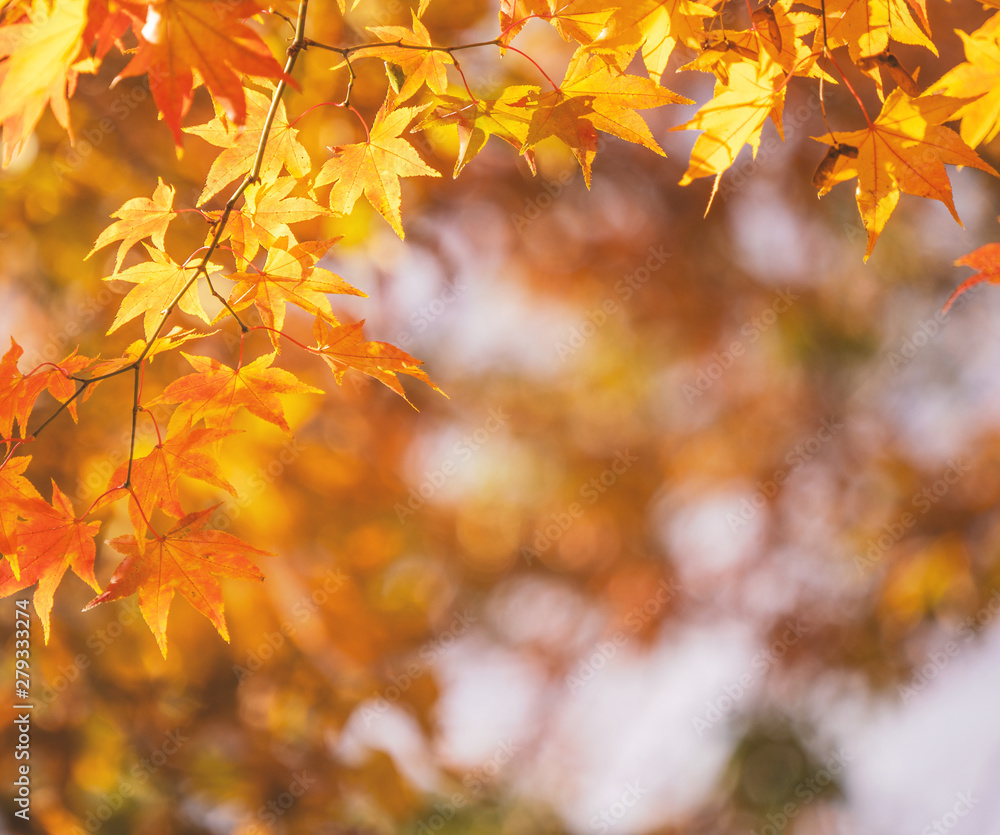 Beautiful maple leaves in autumn sunny day in foreground and blurry background in Kyushu, Japan. No people, close up, copy space, macro shot. Beautiful maple leaves in autumn sunny day in foreground and blurry background in Kyushu, Japan. No people, close up, copy space, macro shot.