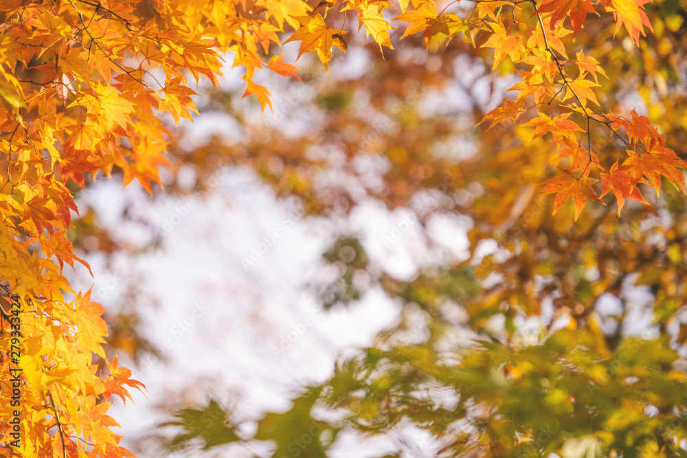 Beautiful maple leaves in autumn sunny day in foreground and blurry background in Kyushu, Japan. No people, close up, copy space, macro shot. Beautiful maple leaves in autumn sunny day in foreground and blurry background in Kyushu, Japan. No people, close up, copy space, macro shot.
