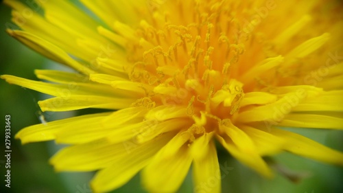 Yellow flower in natural environment, close up. Dandelion