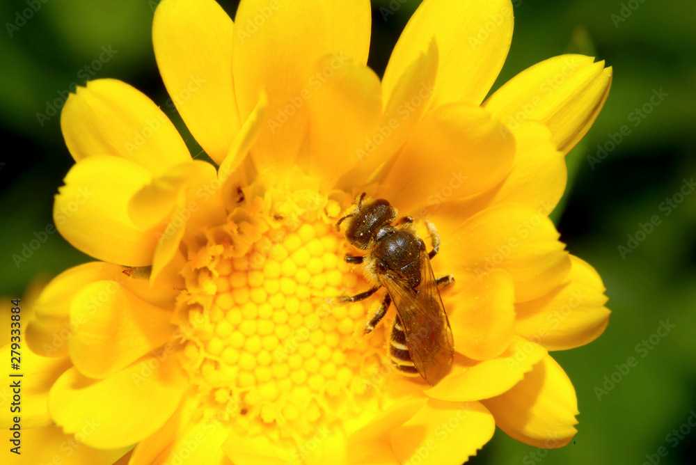 Macro of a wasp on a yellow flower. Marigold Flower Wasp Nectar Pollen. Macro of a wasp on a yellow flower. Marigold Flower Wasp Nectar Pollen.