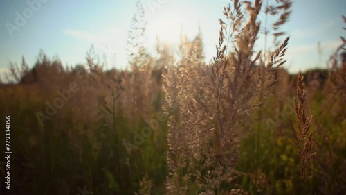 Wallpaper Mural Handheld shot camera follows through golden dry grass on the background blue sky.Beautiful meadow with tall ripened herbs, abstract natural background with place for text. Torontodigital.ca