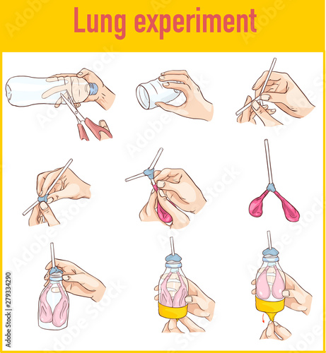  vector illustration of a Lung breathing model