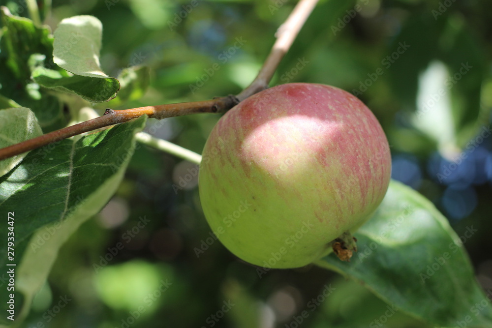 ripe fragrant Apple on a branch on a Sunny summer day. ripe fragrant Apple on a branch on a Sunny summer day.
