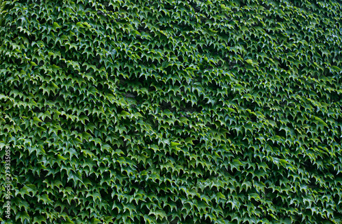Fototapet ivy leaves background