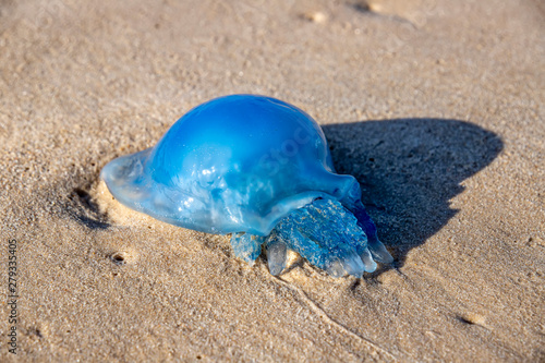 Blue nomadic jellyfish on the coastal sand. Mediterranean Sea