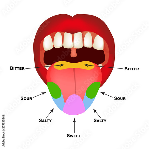Anatomical structure of the tongue. Taste buds on the tongue. Bitter, salty, sour, sweet taste. Infographics. Vector illustration on isolated background.