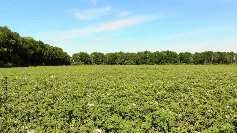 potato growing on plantations. Rows of green, flowering potato bushes grow on farm field. white, pale pink flowers bloom on potato bushes. breeding potato varieties. summer potato growing on plantations. Rows of green, flowering potato bushes grow on farm field. white, pale pink flowers bloom on potato bushes. breeding potato varieties. summer