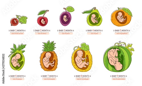 Obraz na plátně Embryo month stage growth pregnancy fetal development vector flat infographic ic