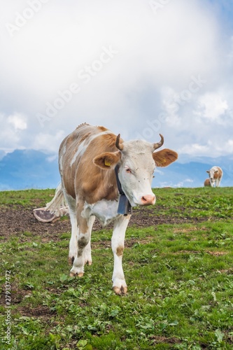 Beautiful swiss alps mountains. Alpine meadows. Farm. Cows