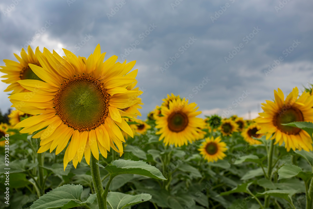 sunflower field flower sky yellow summer agriculture