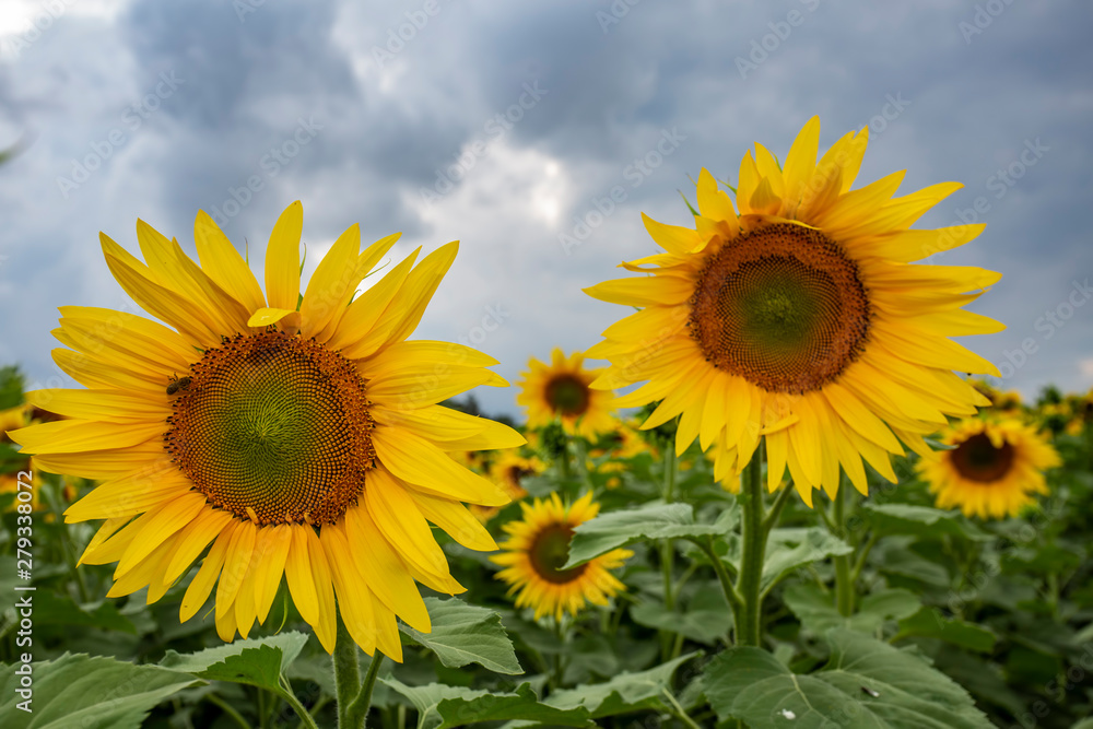 sunflower field flower sky yellow summer agriculture sunflower field flower sky yellow summer agriculture