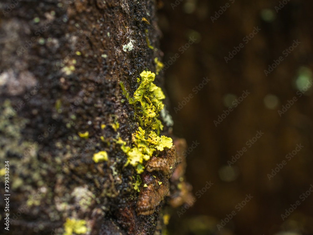 rotten stump covered with moss and lichen rotten stump covered with moss and lichen
