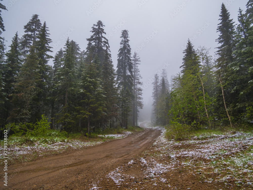 forest road in the early morning with fog and snow