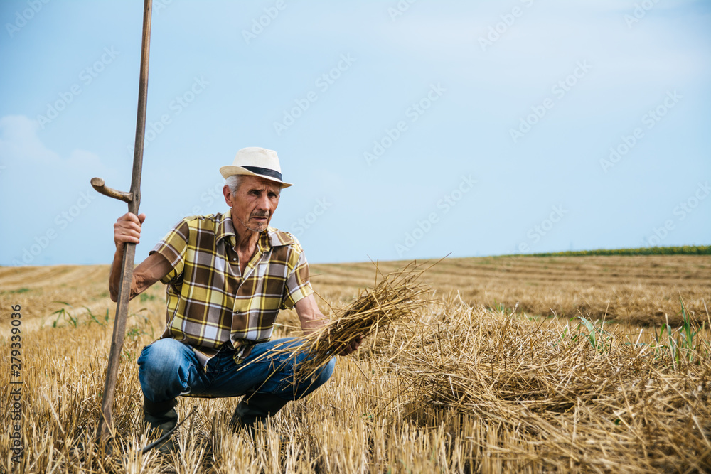 Senior farmer working at wheat field Senior farmer working at wheat field