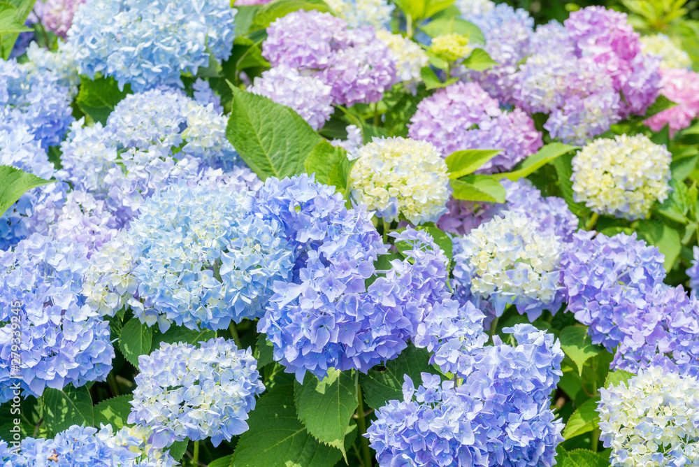 カラフルな紫陽花の花