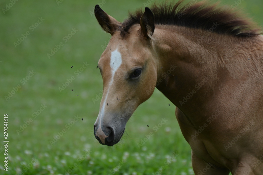 Naklejka premium Portrait of a Buckskin Foal pestered by housefly's 