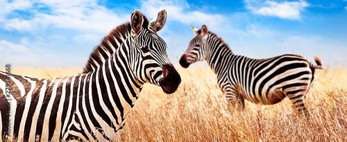 Zebras in the African savannah. Serengeti National Park. Africa. Tanzania. Wide format.