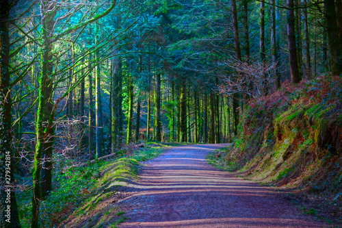 Magical woodland walk