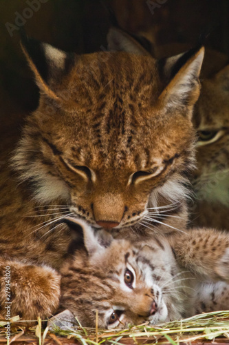 lynx mom plays with a cute little lynx kitten, kind and lovely.