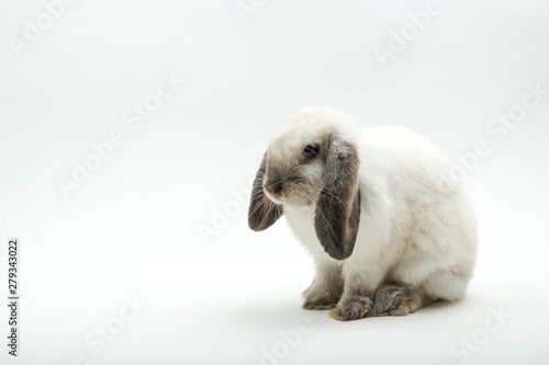 white lop bunny on white background